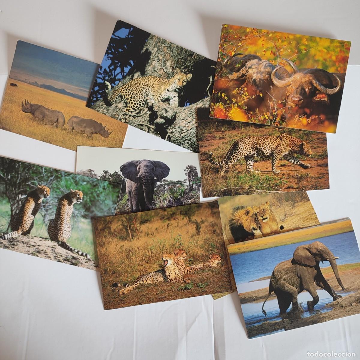 Postales: Lote de 8 postales vintage de fauna salvaje &ndash; Animales africanos