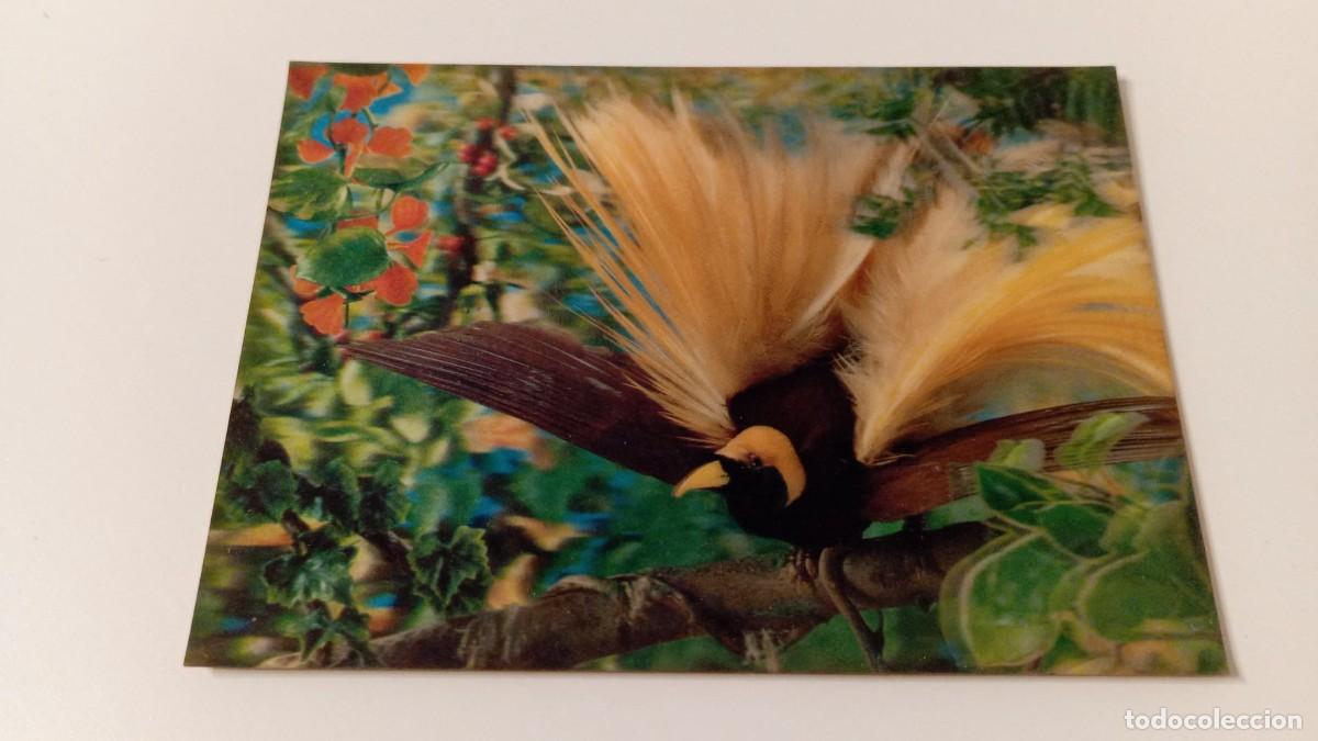 Postales: Postal 3D Oiseau des Iles (sin escribir) - Foto 1