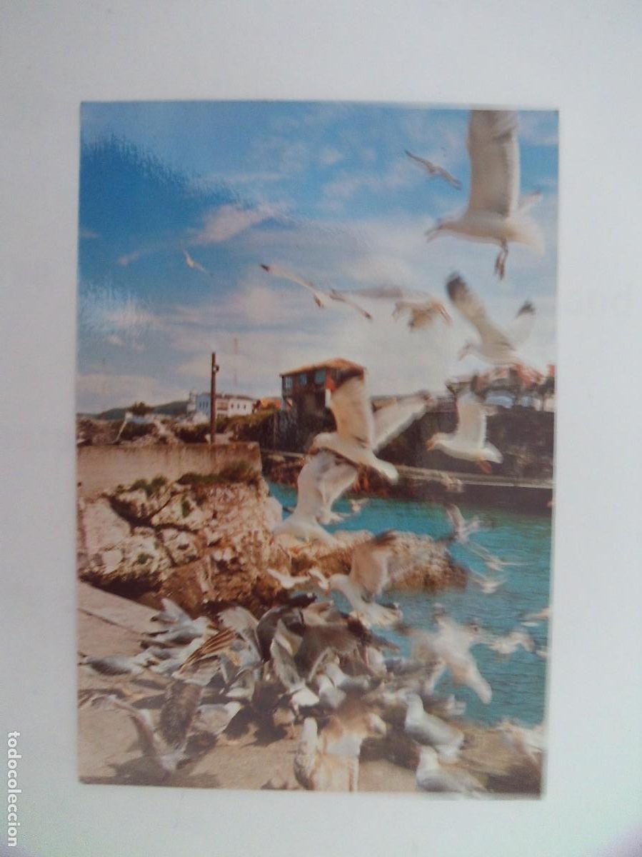 Postales: POSTAL DE LLANES, FESTIN DE LAS GABIOTAS S/C - Foto 1