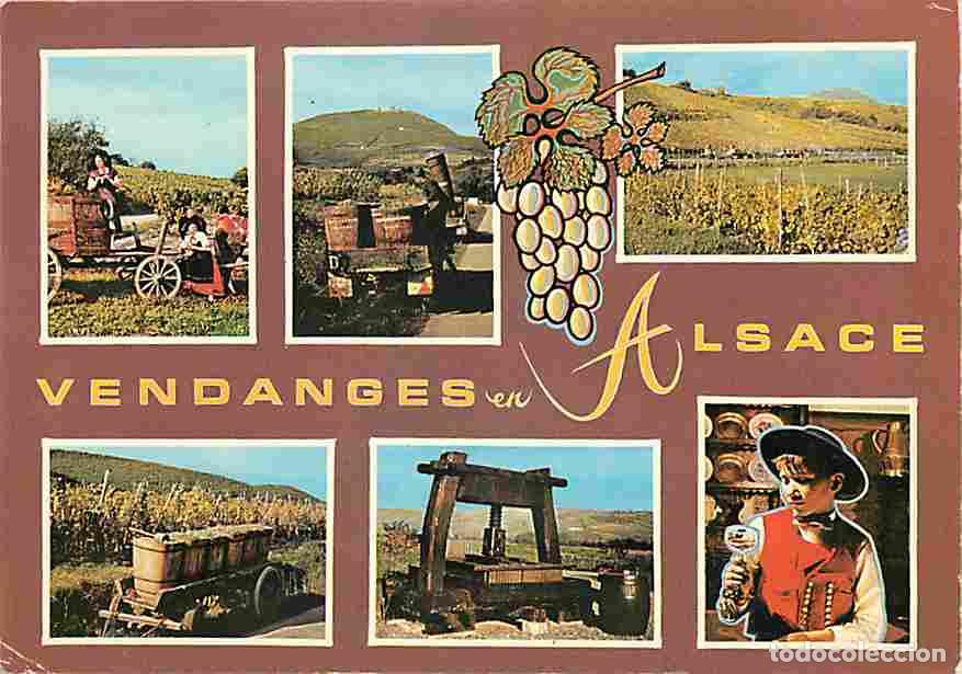 Postales: Vignes - Vendanges en Alsace - Multivues - CPM - Voir Scans Recto-Verso - Foto 1