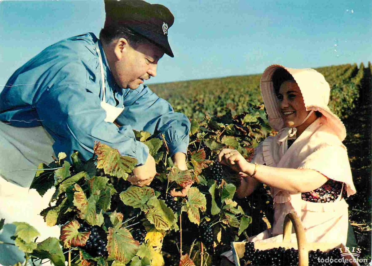 Cartes Postales: Vignes - Vendanges en Champagne - La cueillette - Folklore - CPM - Voir Scans Recto-Verso