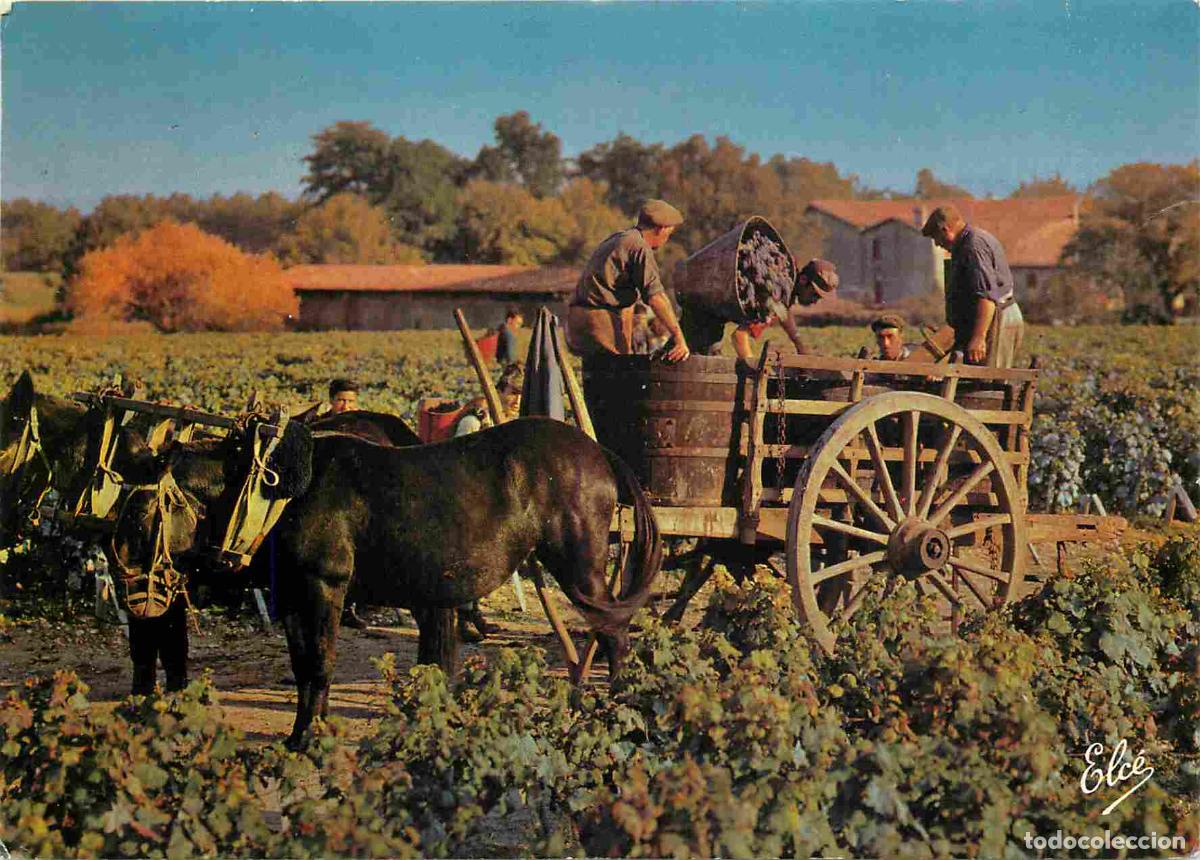 Cartes Postales: Vignes - Nos beaux vignobles - Sc&egrave;ne typique de vendange - La comporte vid&eacute;e dans la charrette pour