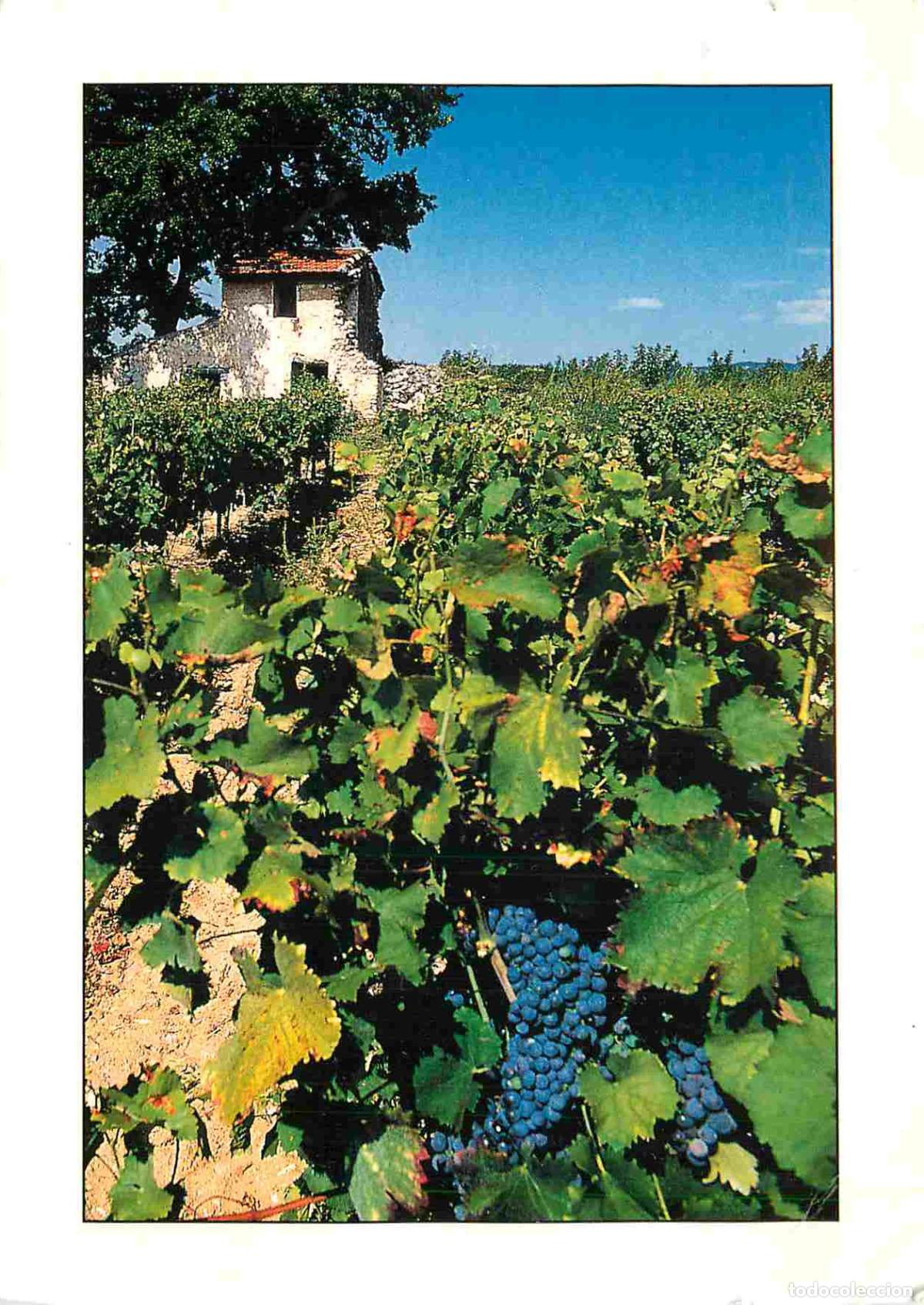 Cartoline: Vignes - Arri&egrave;re-Pays M&eacute;diterran&eacute;en - Vigne et cabanon - CPM - Voir Scans Recto-Verso