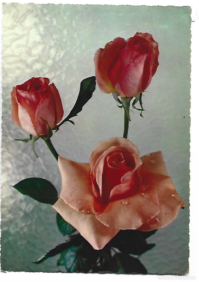 Postales: TRIO DE ROSAS ROSA.. - Foto 1