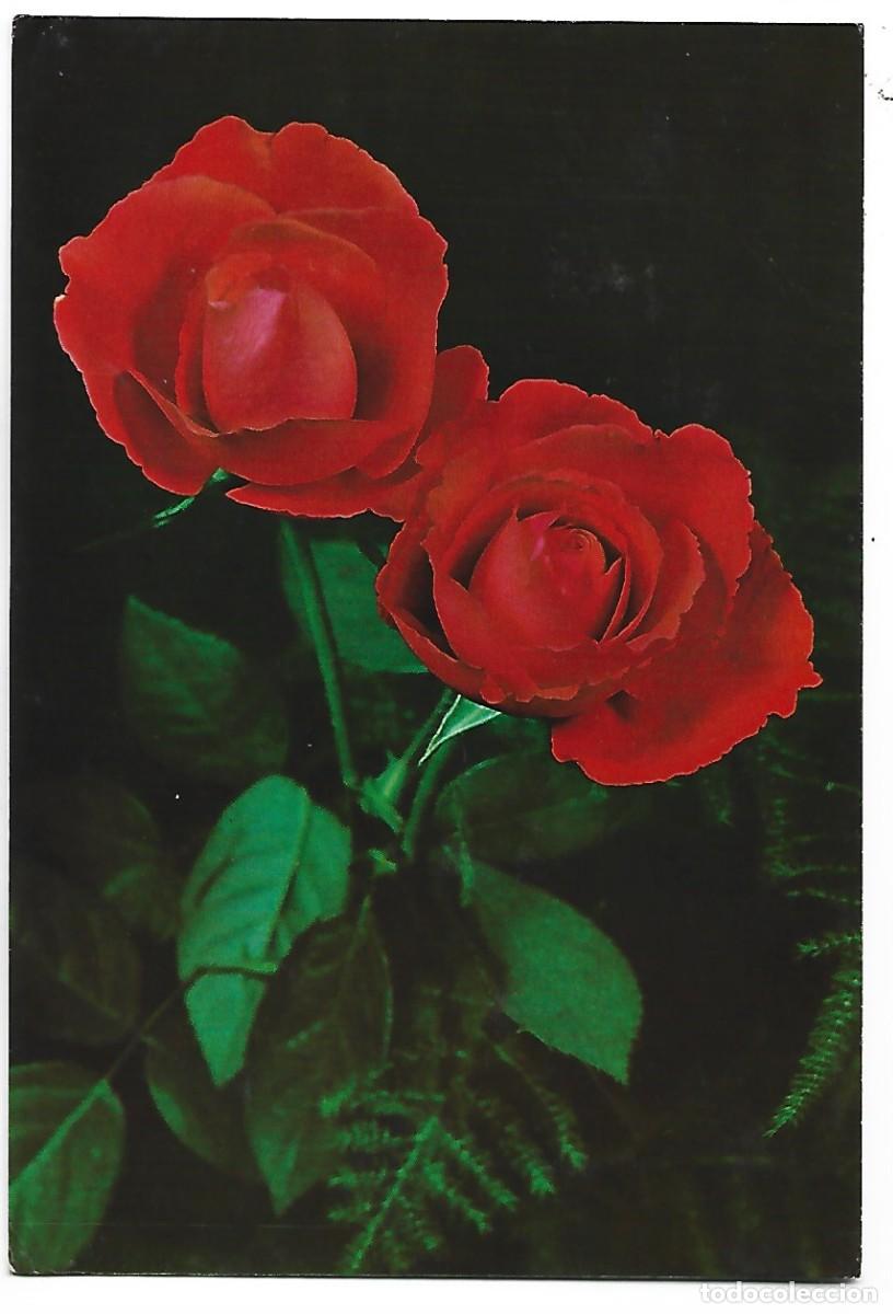 Postales: PAREJA DE ROSAS ROJAS - Foto 1