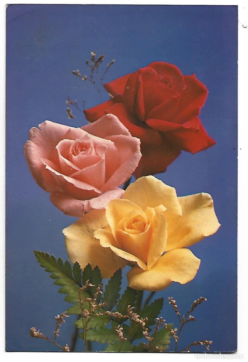 Postales: TRIO DE ROSAS TRICOLOR - Foto 1