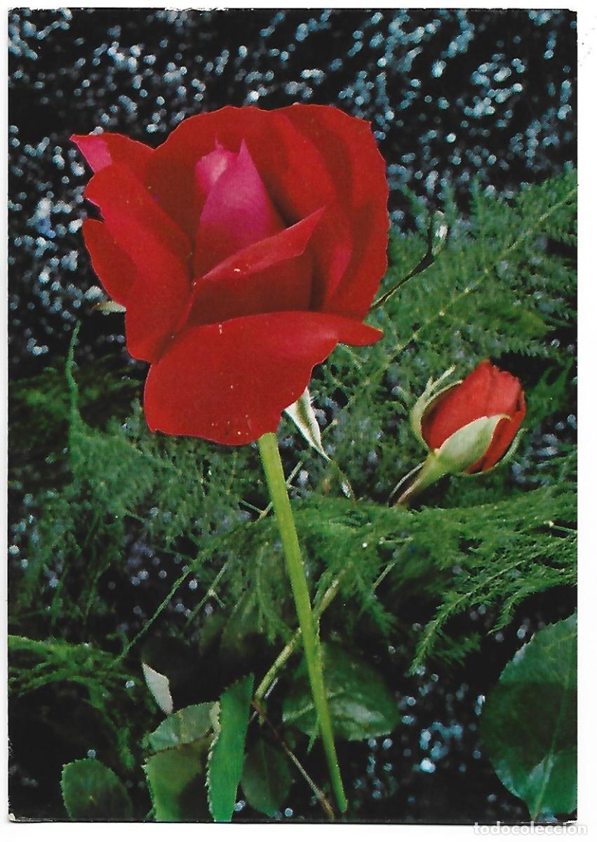Postales: PAREJA DE ROSAS ROJAS - Foto 1