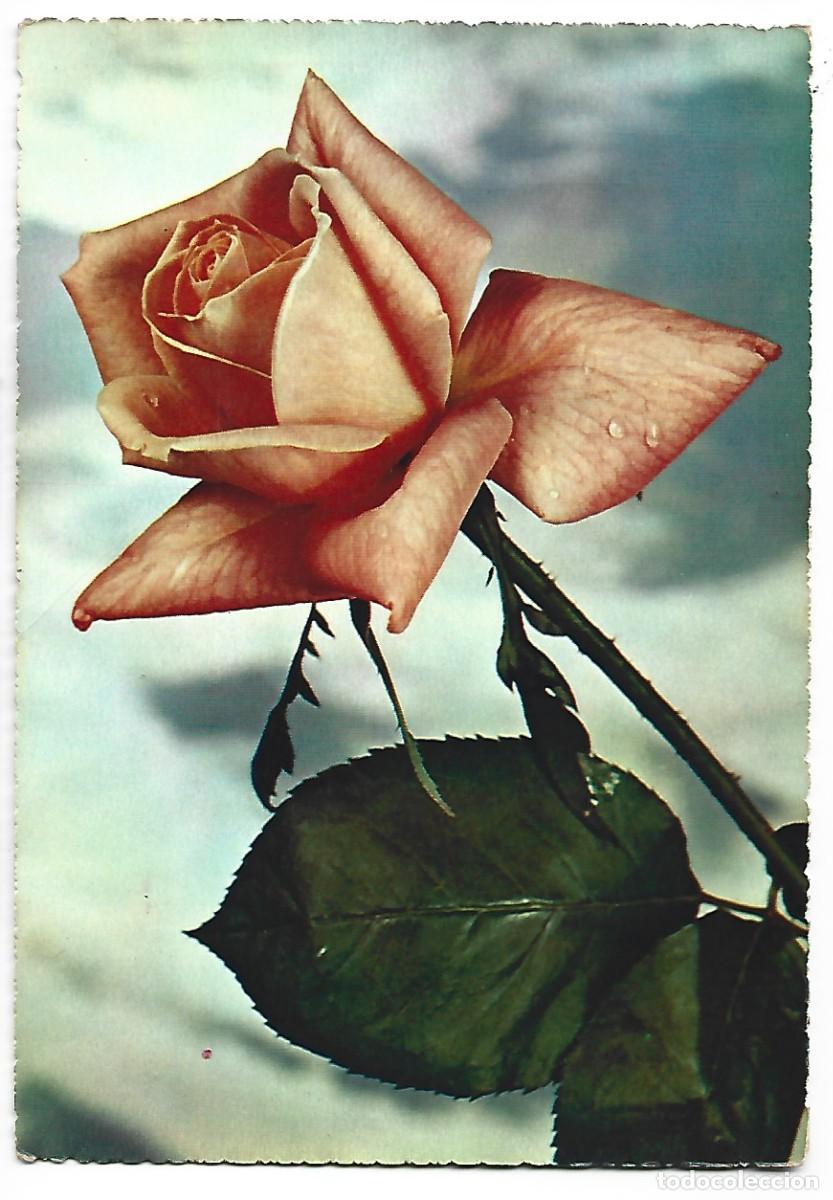 Postales: ROSA COLOR ANARANJADO - Foto 1