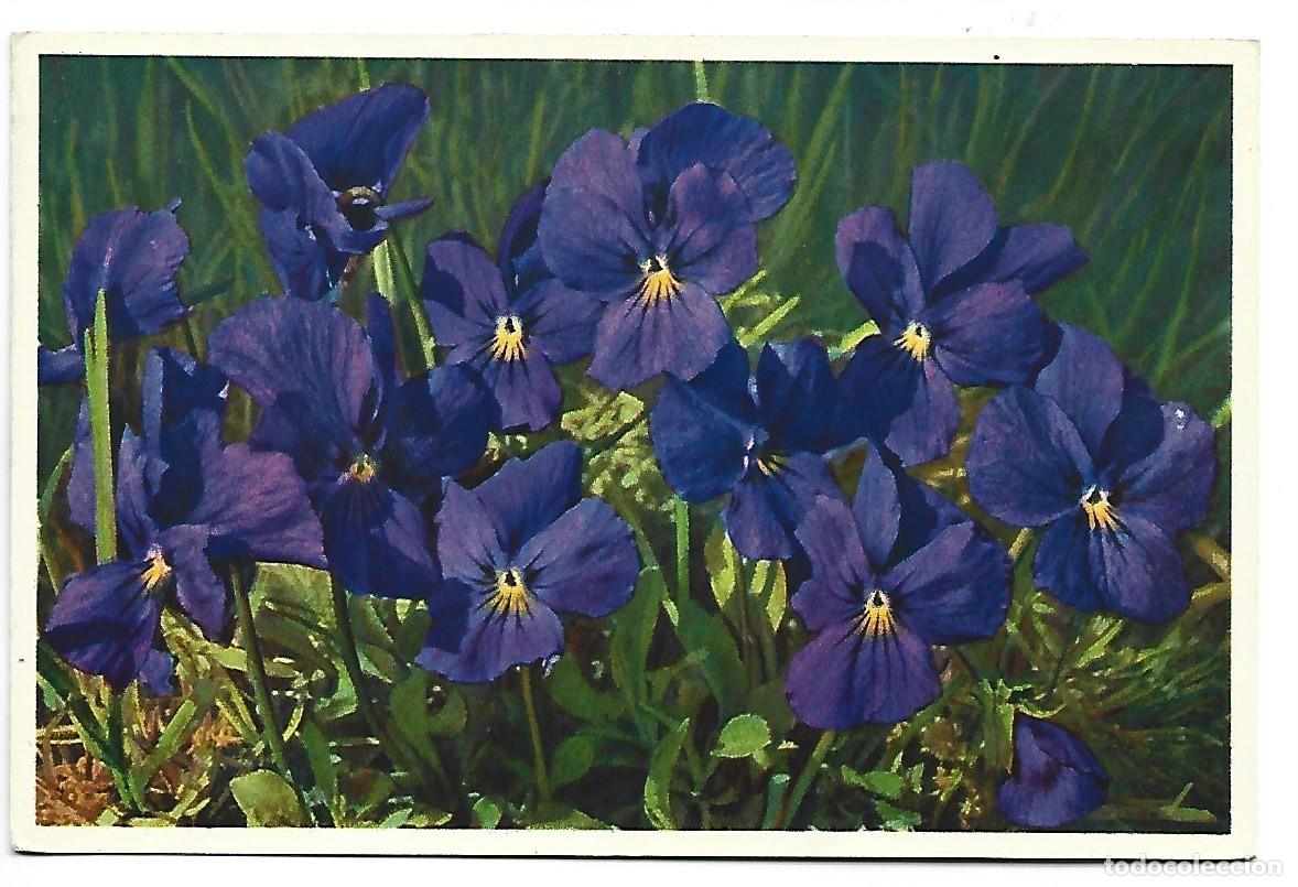 Postales: VIOLA CALCARATA - LONG-SPURRED VIOLET - Foto 1
