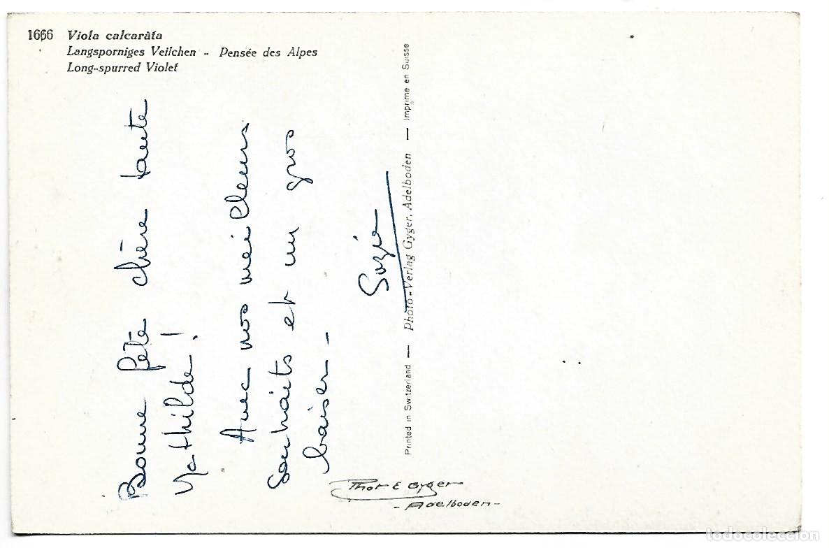 Postales: VIOLA CALCARATA - LONG-SPURRED VIOLET - Foto 2