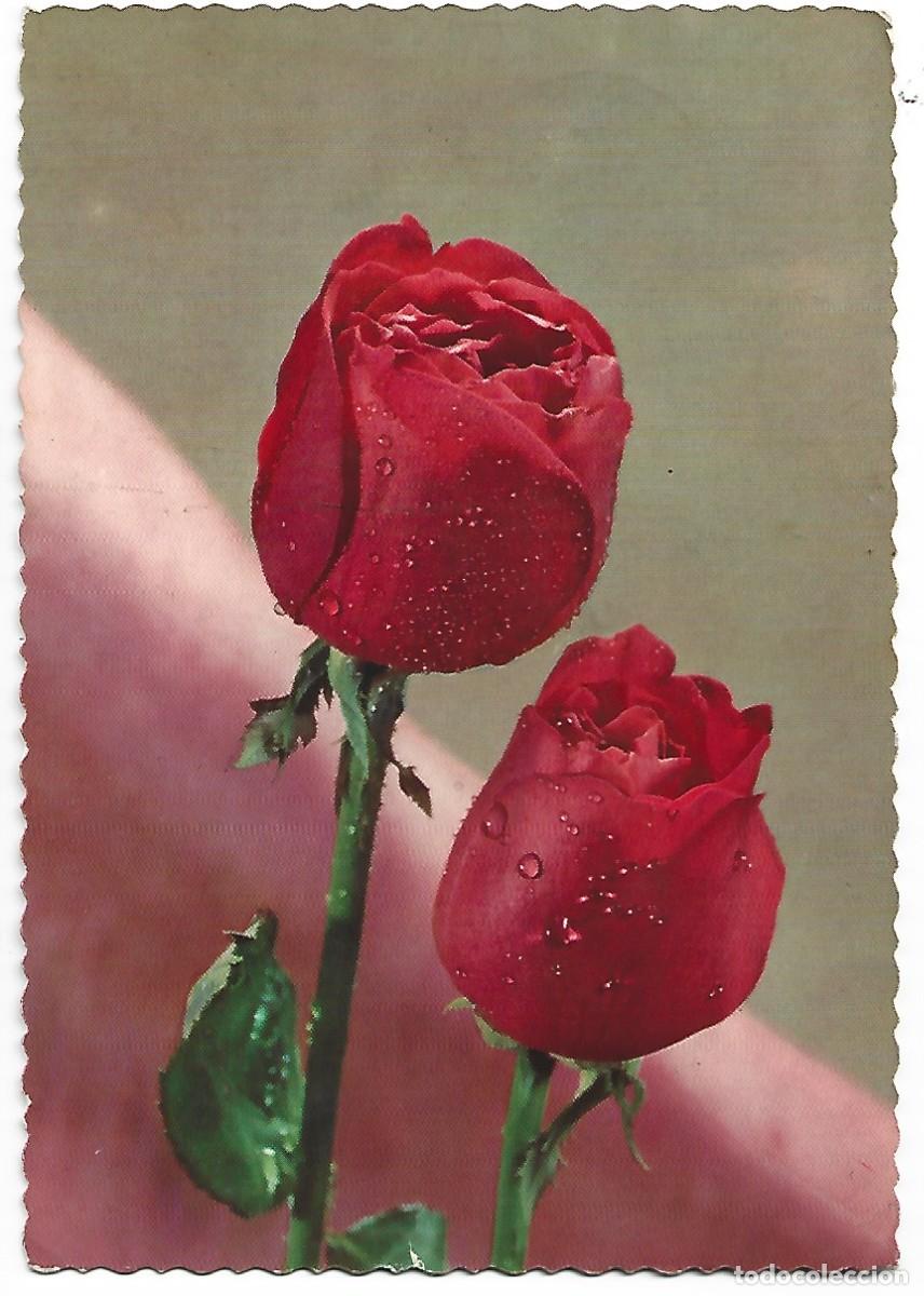 Postales: PAREJA DE ROSAS ROJAS - Foto 1