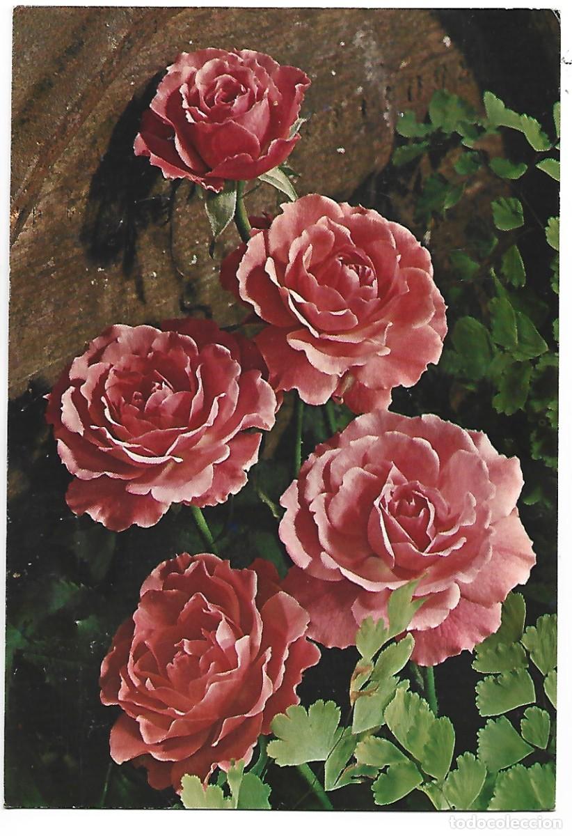 Postales: RAMO DE 5 ROSAS ROSAS - Foto 1