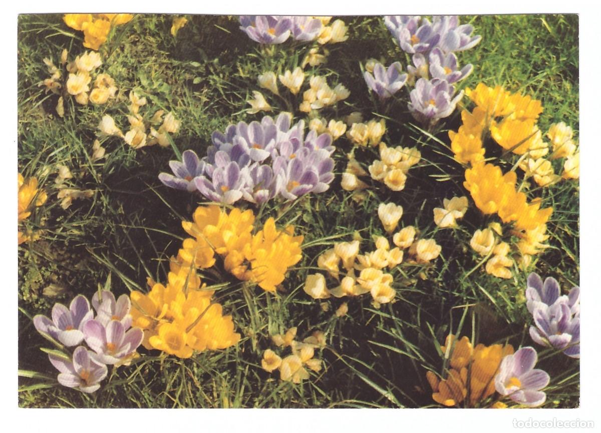 Postales: Prado florido. 1982. - Foto 1