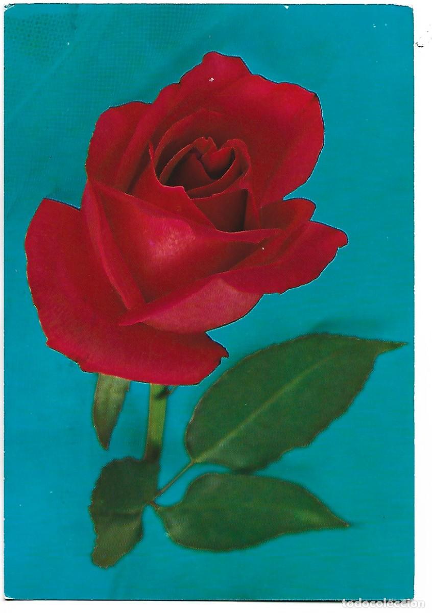 Postales: FLOR.- ROSA ROJA.... - Foto 1