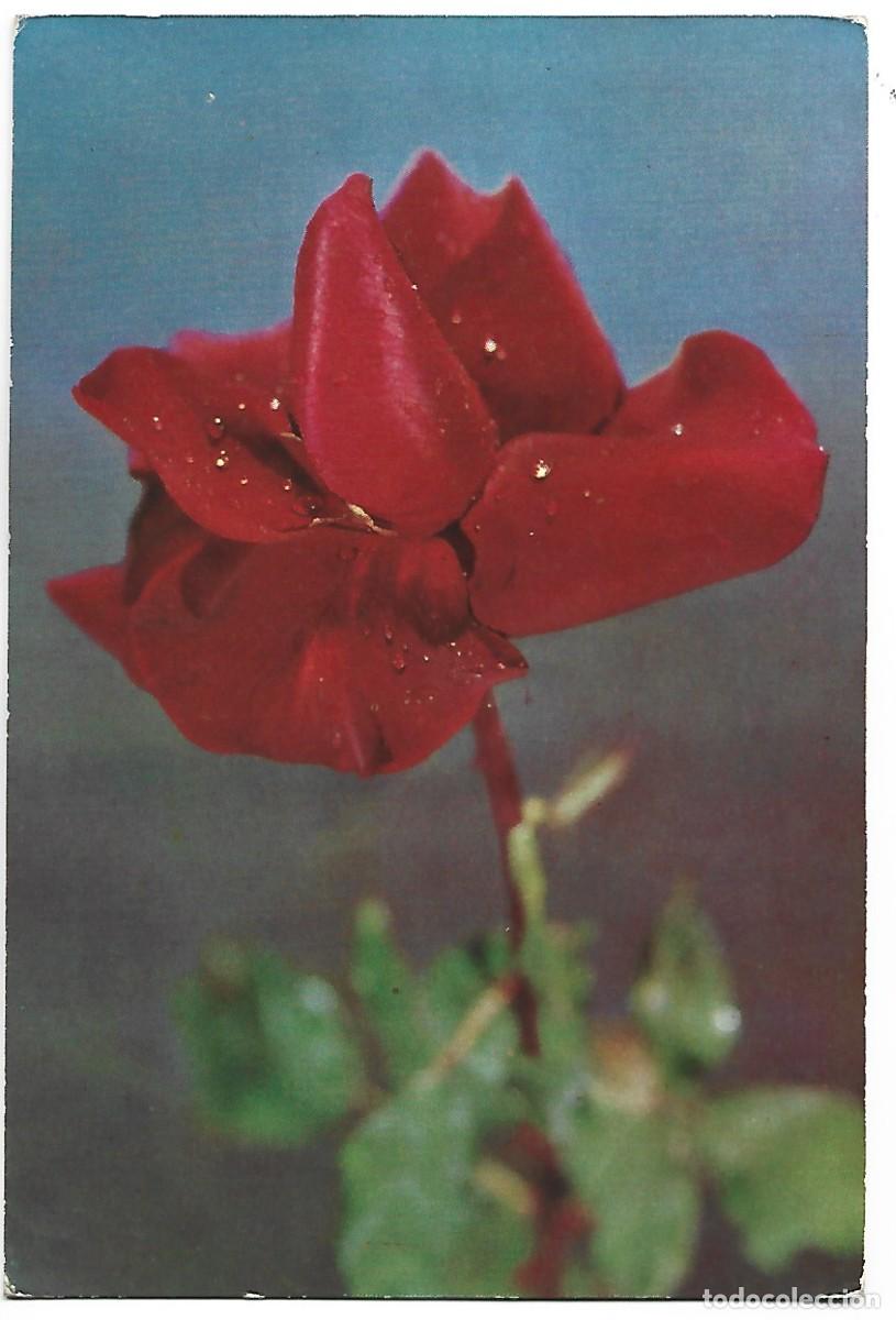 Postales: ROSA ROJA.- FLOR.... - Foto 1