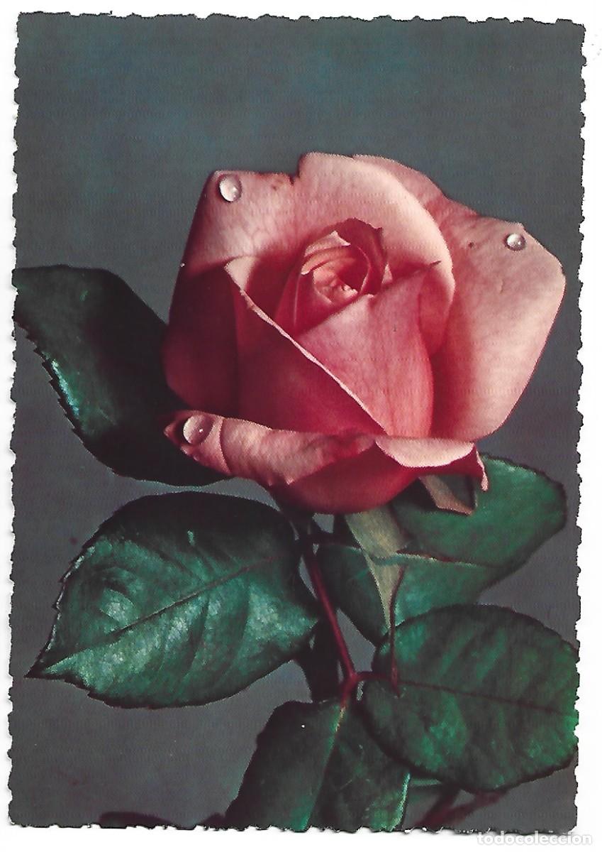Postales: FLORES.- ROSA COLOR ROSA - Foto 1