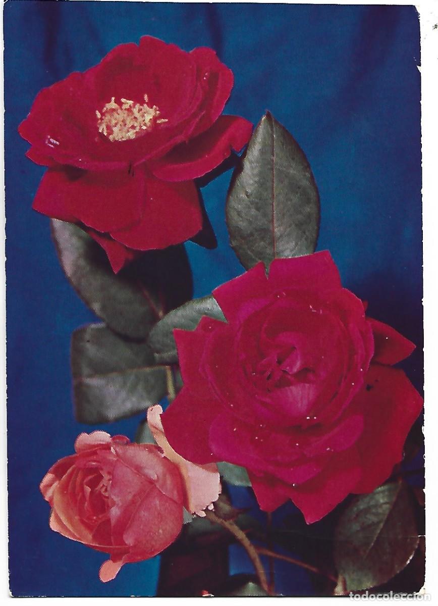 Postales: TRIO DE ROSAS ROJAS.. - Foto 1