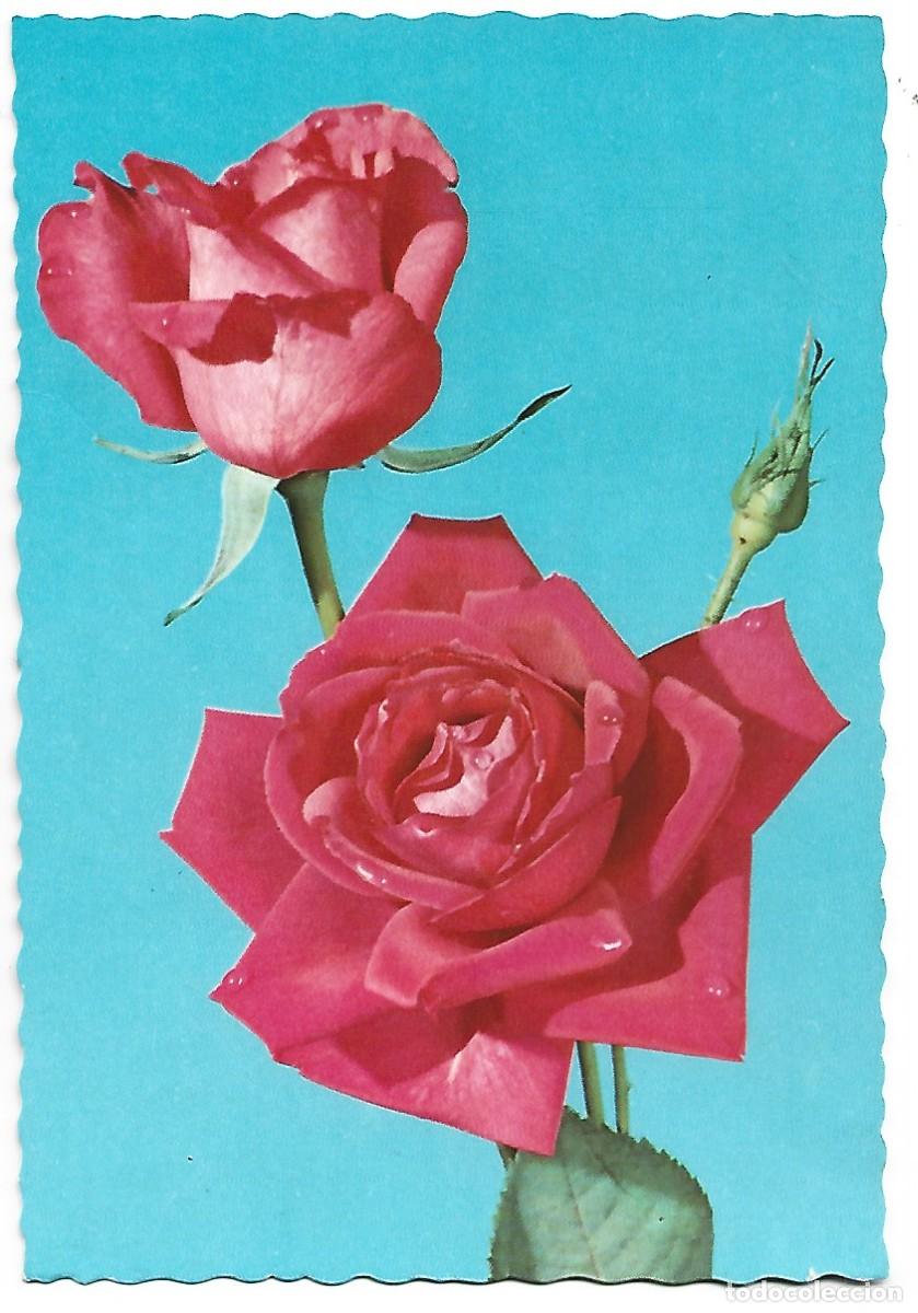 Postales: PAREJA DE ROSAS ROJAS - Foto 1