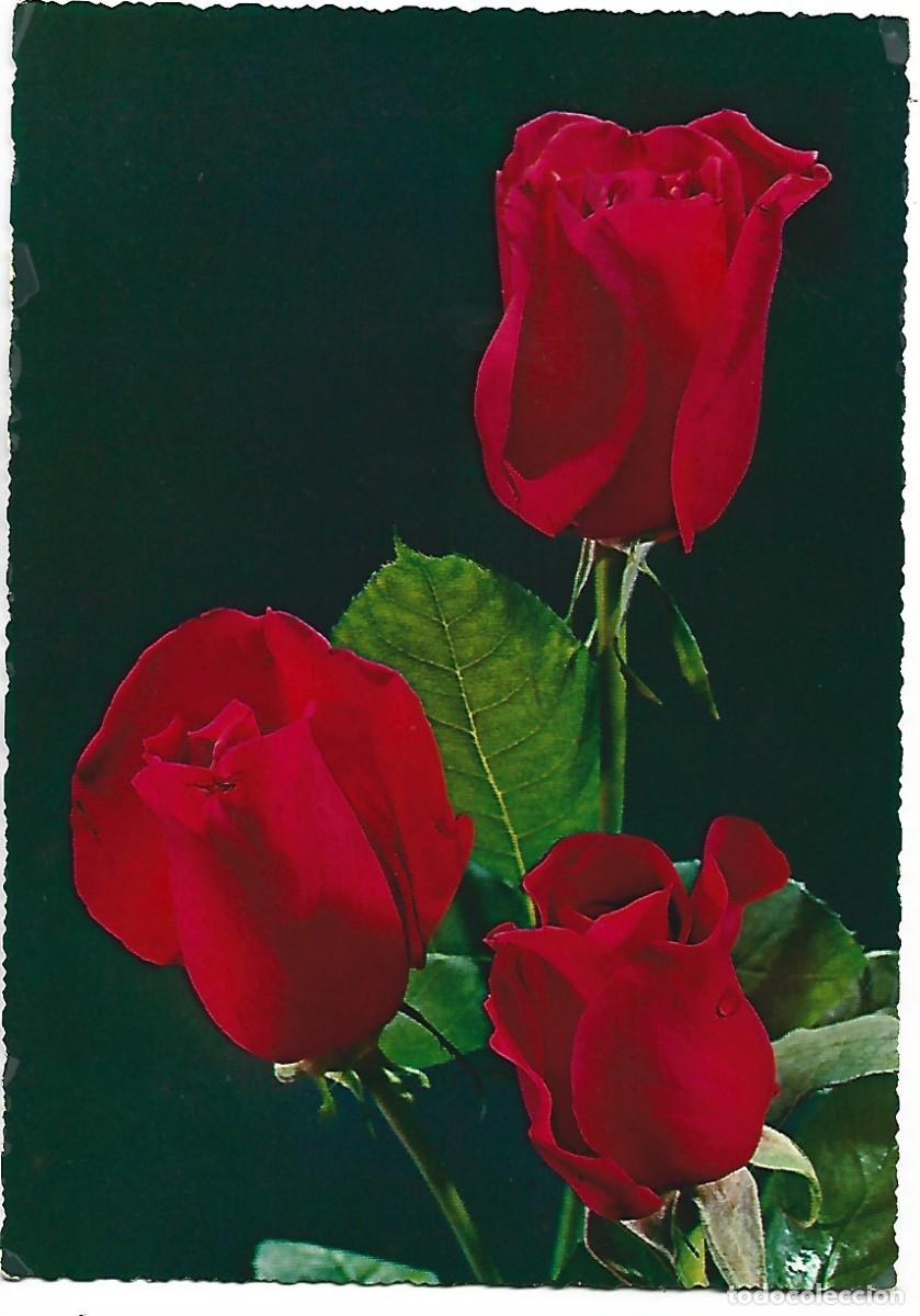 Postales: TRIO DE ROSAS ROJAS.. - Foto 1
