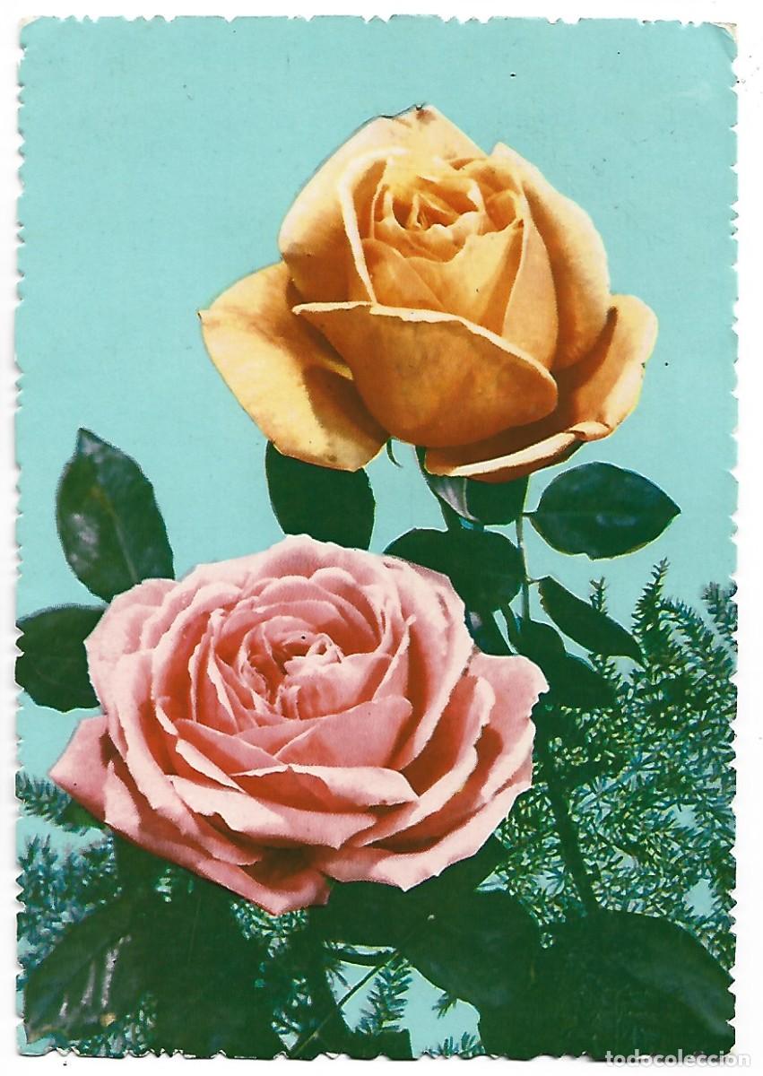 Postales: PAREJA DE ROSAS, ROSA Y AMARILLA - Foto 1