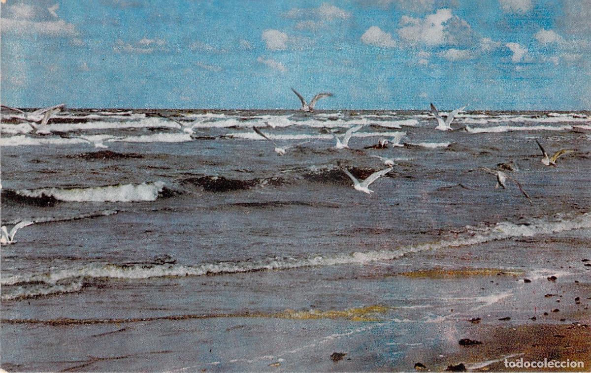 Postales: Postal Jūrmala (RSS Letona): Gaviotas Volando sobre la Playa y el Mar B&aacute;ltico - Foto 1