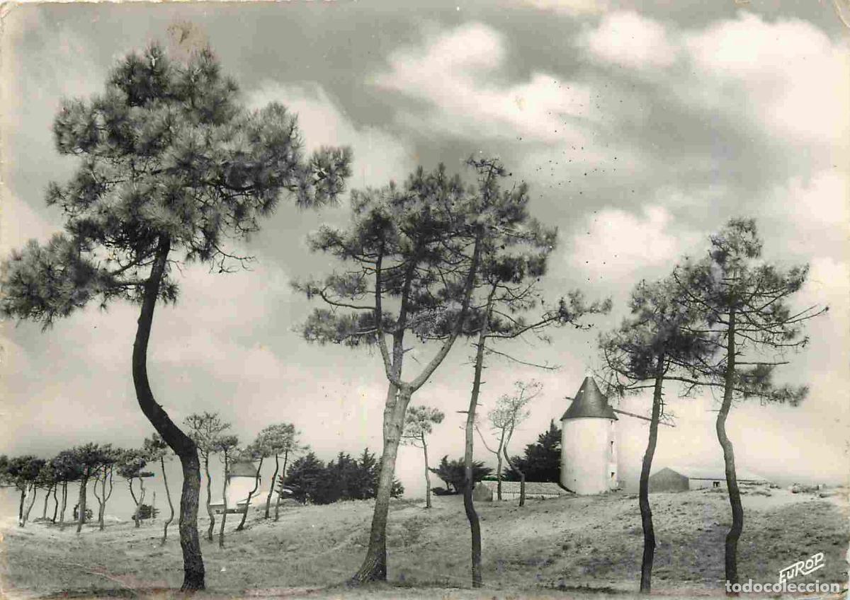 Postkarten: Carte Postale - Moulin &agrave; vent - &Icirc;le de Noirmoutier - Moulins de la Gu&eacute;rini&egrave;re dans les bois de Pins