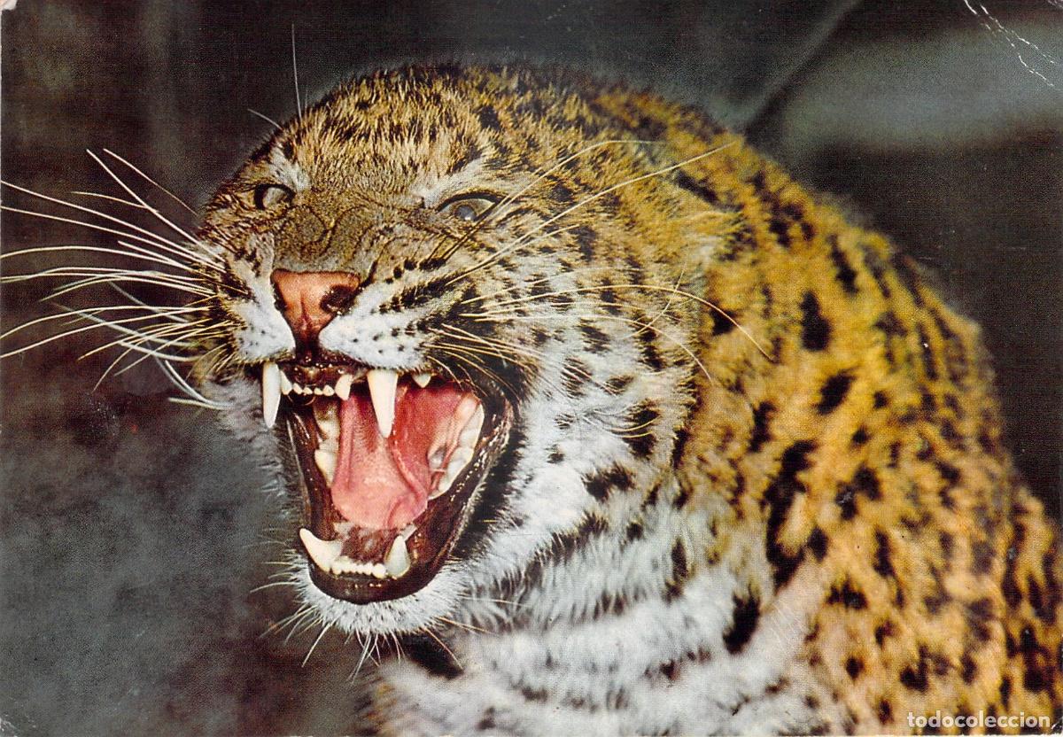 Postales: Postal de Leopardo Rugiendo Panthera Pardus - Foto 1