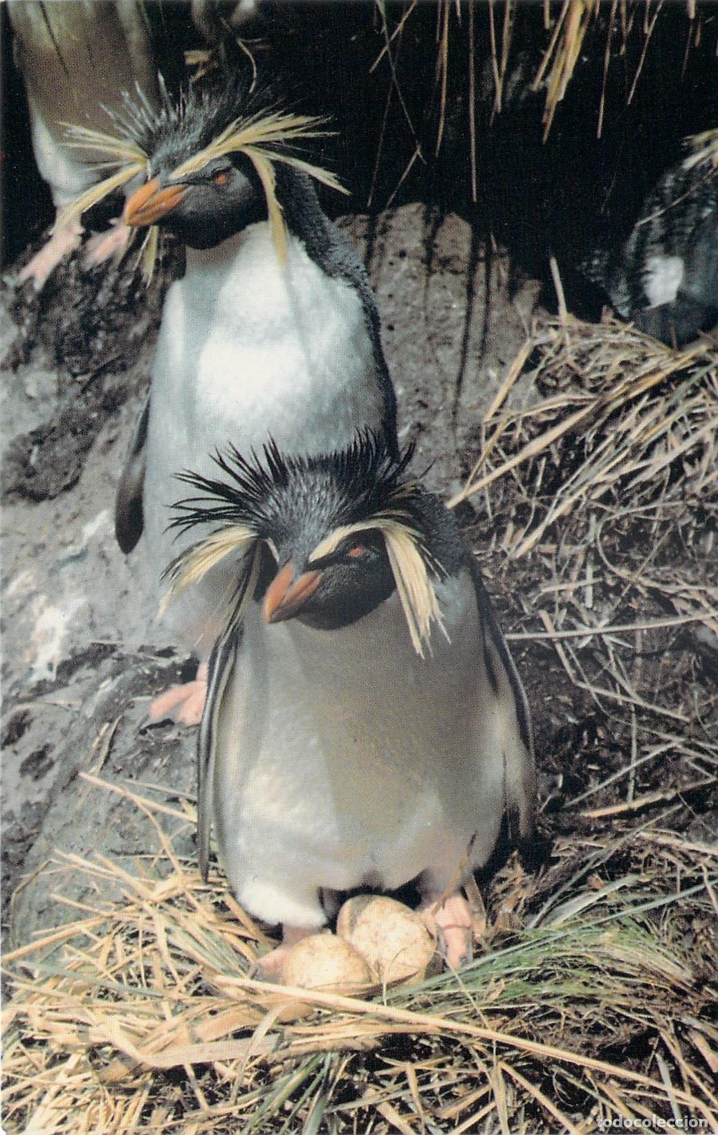 Postales: Postal de Ping&uuml;inos de Penacho Amarillo en la Isla Gough - Foto 1