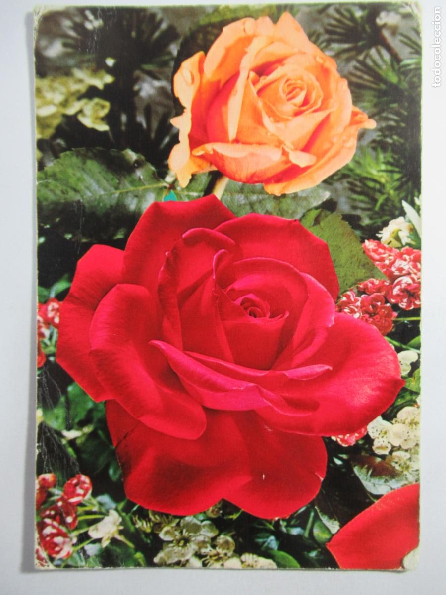 Postales: Postal Flores Rosas - Circulada - Foto 1