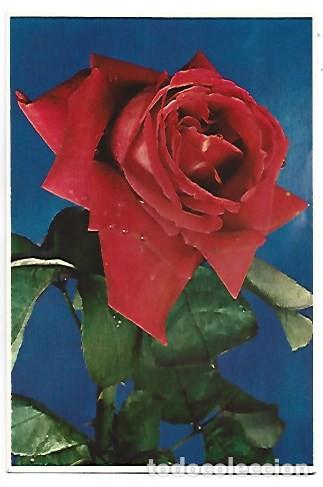 Postales: ROSA CON GOTAS DE ROCIO - Foto 1