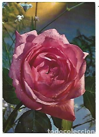 Postales: FLOR, UNA ROSA, ROSA.. - Foto 1