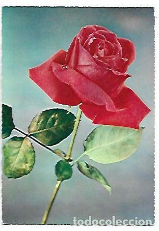 Postales: ROSA ROJA CON HOJAS.. - Foto 1