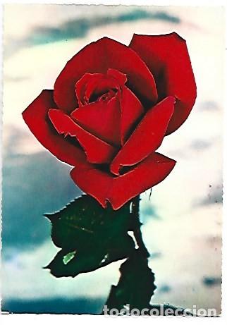 Postales: ROSA ROJA / RED ROSE - Foto 1