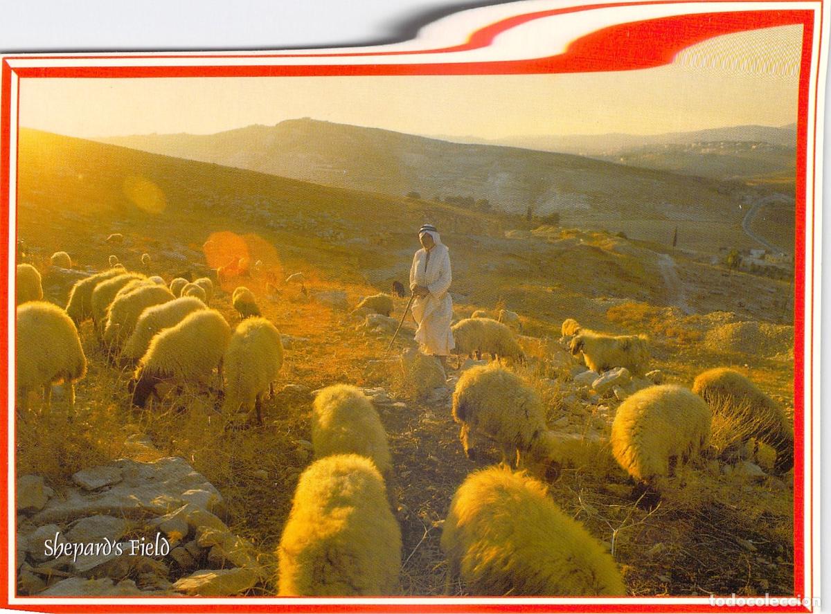 Cartoline: Postal de Bel&eacute;n Campo de los Pastores con Pastor y Ovejas