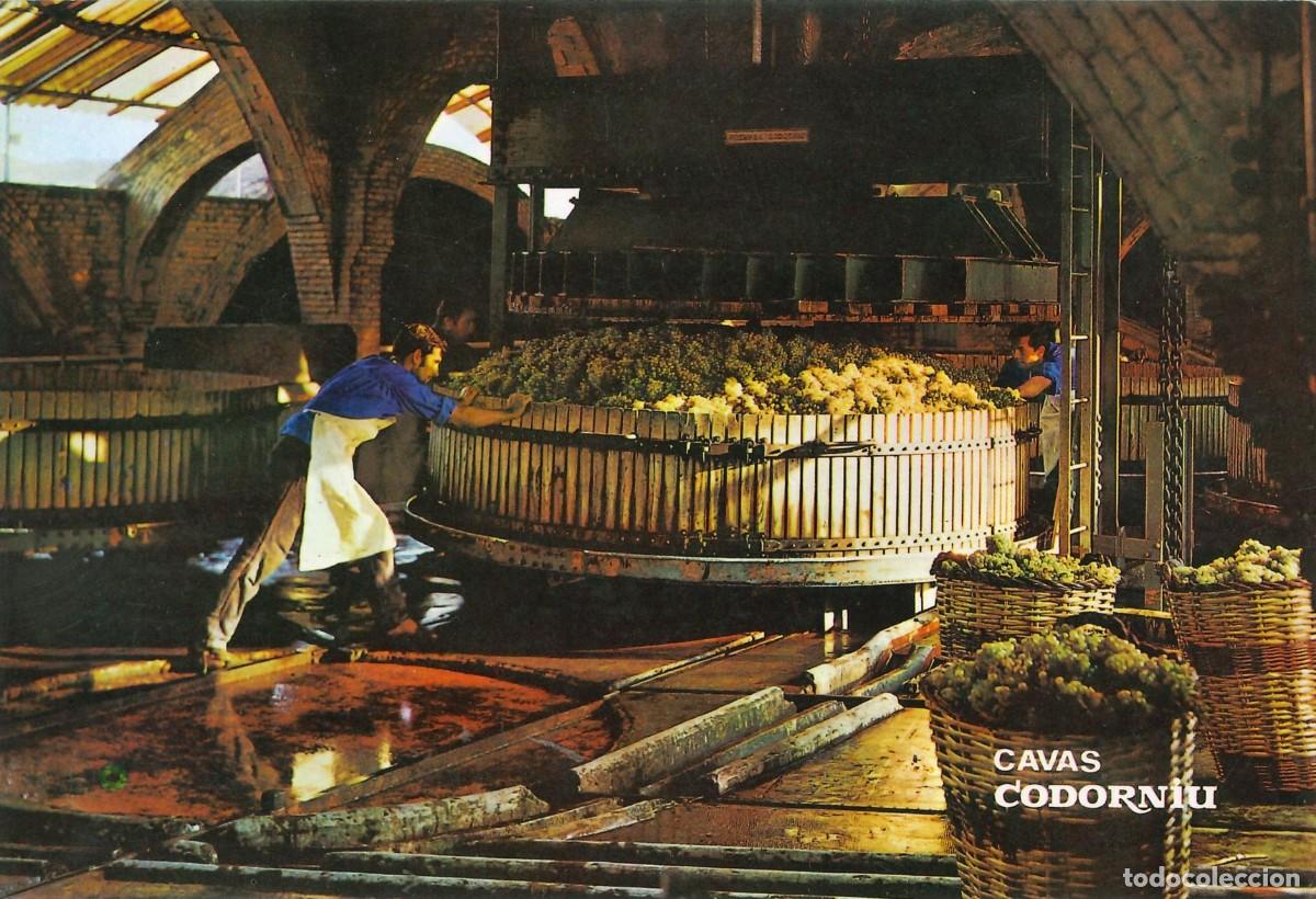 Postales: POSTALES - VARIADAS - CAVAS CODORNIU - PRENSADO DE LA UVA - Foto 1