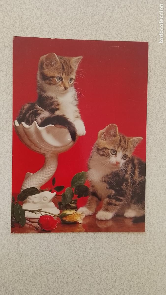 Postales: ANTIGUA TARJETA POSTAL , GATOS , PERROS ANIMALES NI&Ntilde;OS . VER FOTO