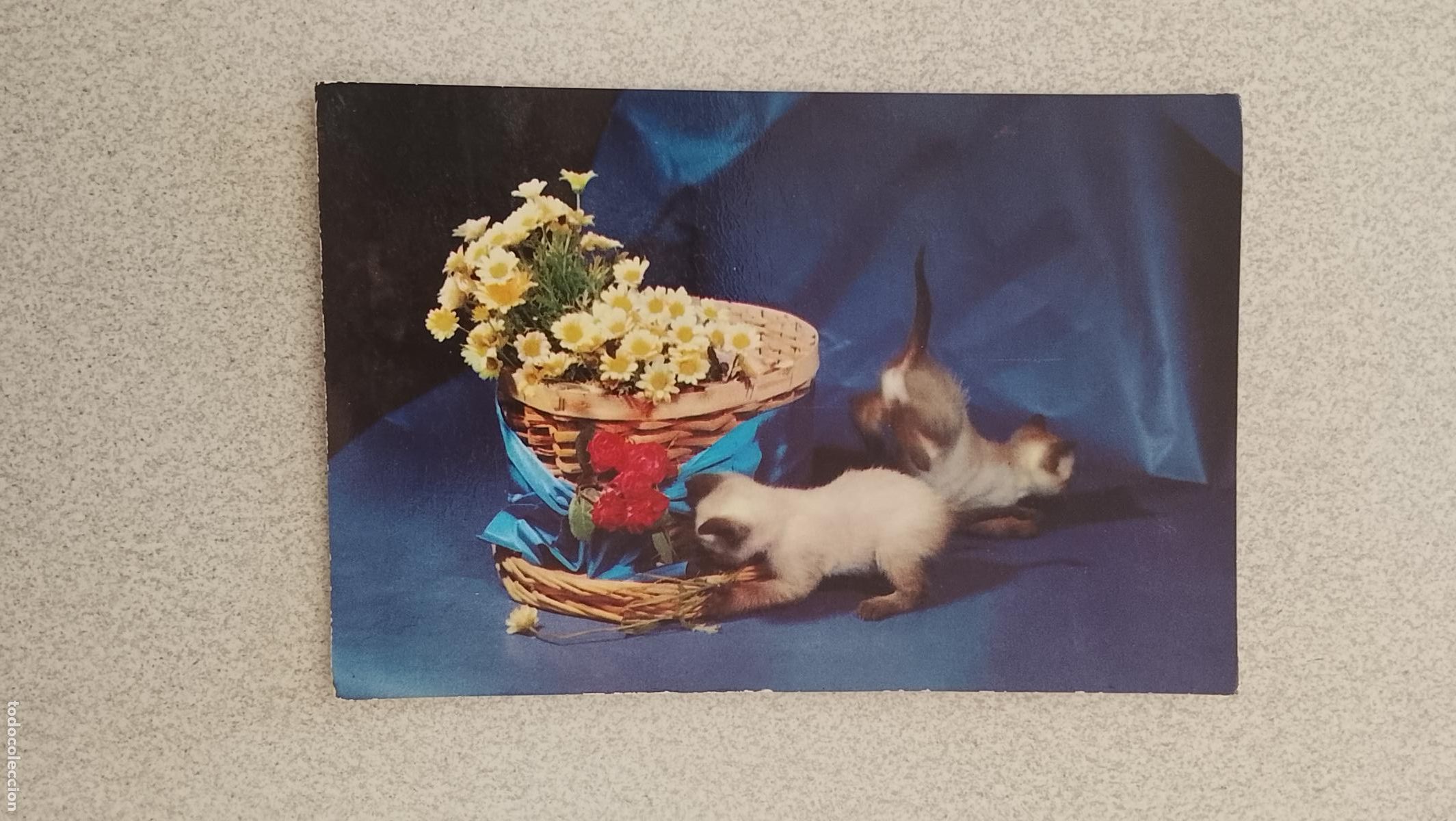 Postales: ANTIGUA TARJETA POSTAL , GATOS , PERROS ANIMALES NI&Ntilde;OS . VER FOTO