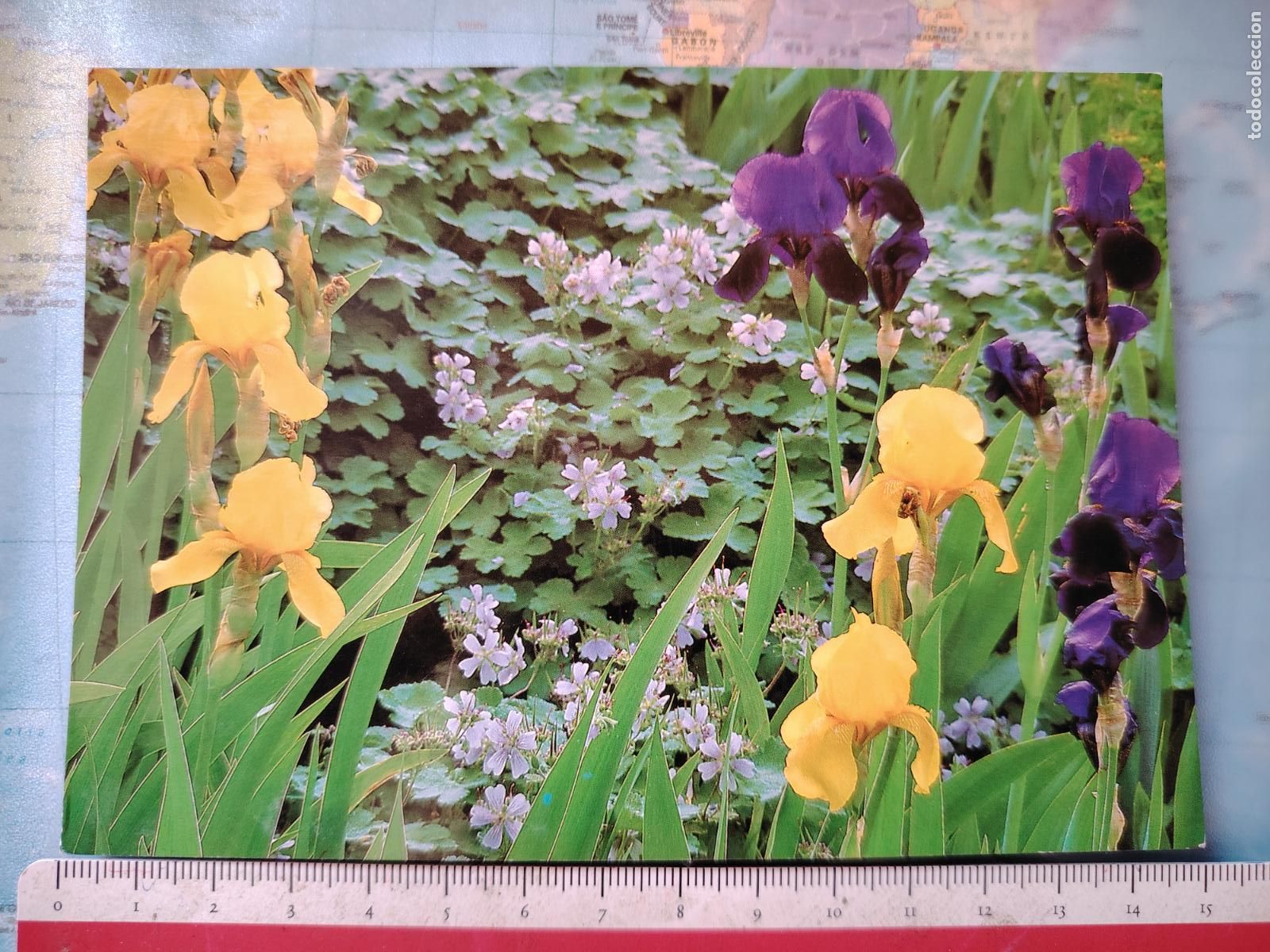 Postales: postal Lirios - flores