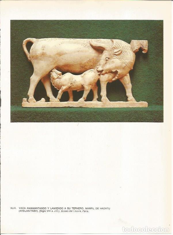 Postais: LAMINA 27662: Marfil de Hadatu, Siria - Guy Annequin