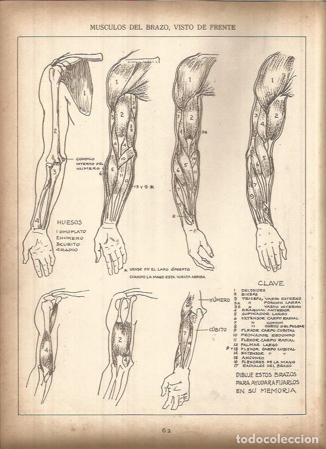 Postkarten: LAMINA V01429: Lamina 19 - Andrew Loomis