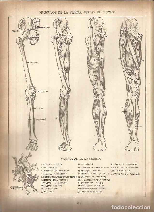 Postkarten: LAMINA V01430: Lamina 20 - Andrew Loomis