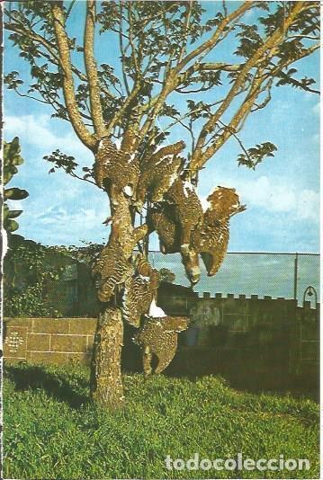 Postkarten: LAMINA V02025: Caceres. Avutardas - M. Mu&ntilde;oz de San Pedro, Conde de Canilleros