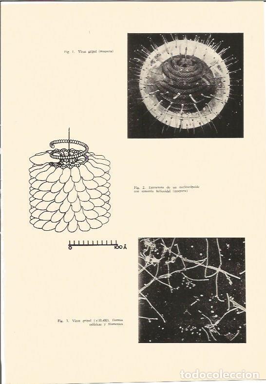 Postcards: LAMINA V03013: Im&aacute;genes del virus gripal - Varios