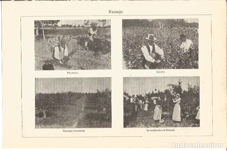 Postcards: LAMINA V04738: Fases del naranjo y naranjal en Valencia - Varios