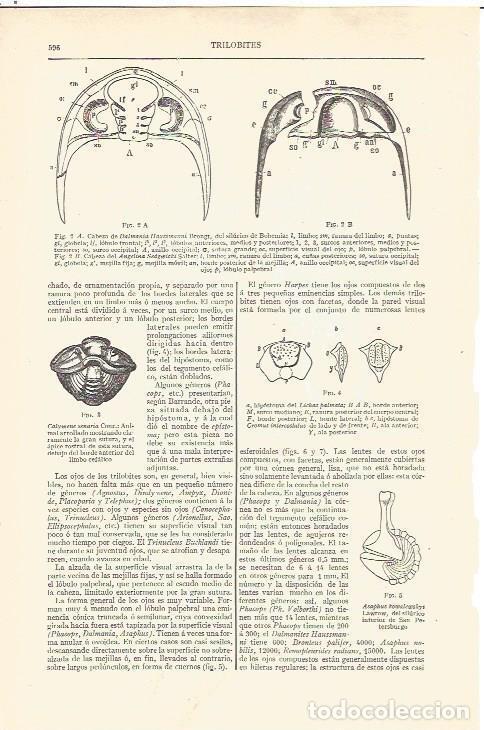 Postales: LAMINA V06534: Trilobites I - Varios