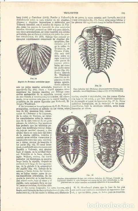 Postales: LAMINA V06535: Trilobites varios - Varios
