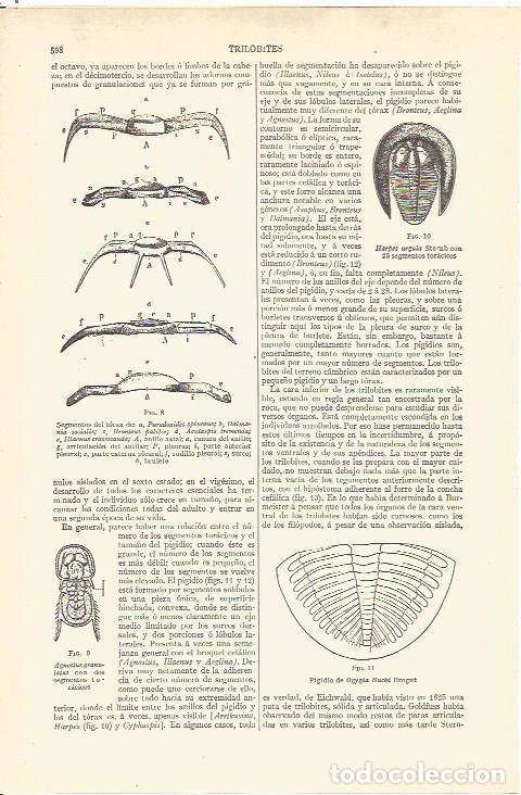 Postales: LAMINA V06533: Trilobites - Varios