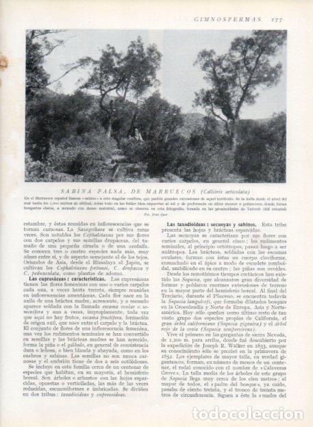 Postais: LAMINA V13647: Sabina falsa de Marruecos - Varios