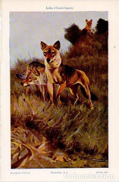 Postkarten: LAMINA V10261: Lobo - Varios