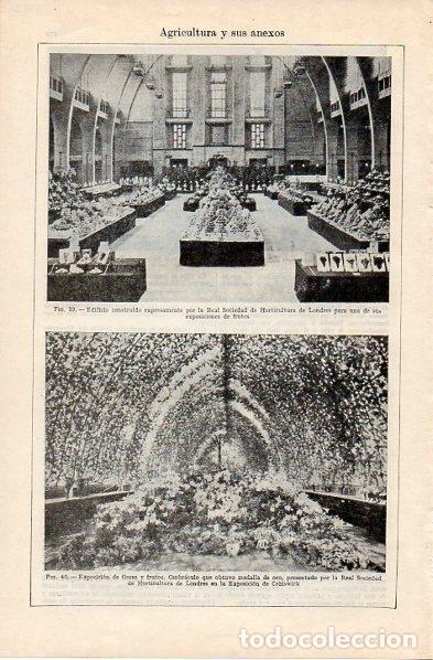 Cartoline: LAMINA V10836: Edificio y exposicion por la Real Sociedad de Horticultura de Londres - Varios